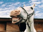 smiling_horse_by_littlezepper116-d588loh.jpg