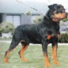 Rottweiller