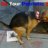 2dogs