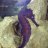 seahorse